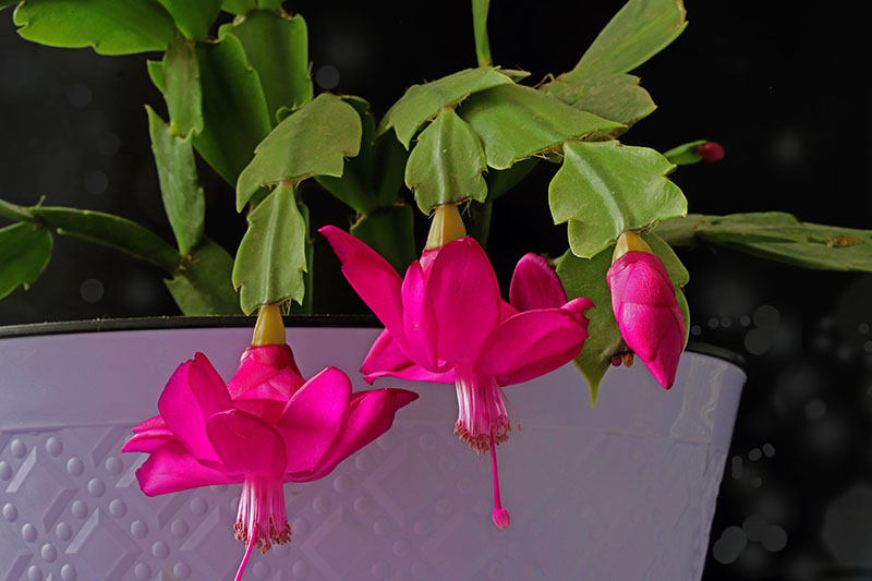 A close up horizontal image of a Christmas cactus with bright pink flowers and small hair-like roots growing between the leaf segments, pictured on a soft focus background.