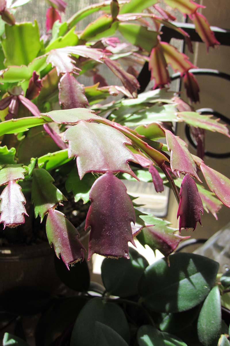 A close up vertical image of a Schlumbergera plant growing in a home with slightly discolored leaves, pictured in bright sunshine.
