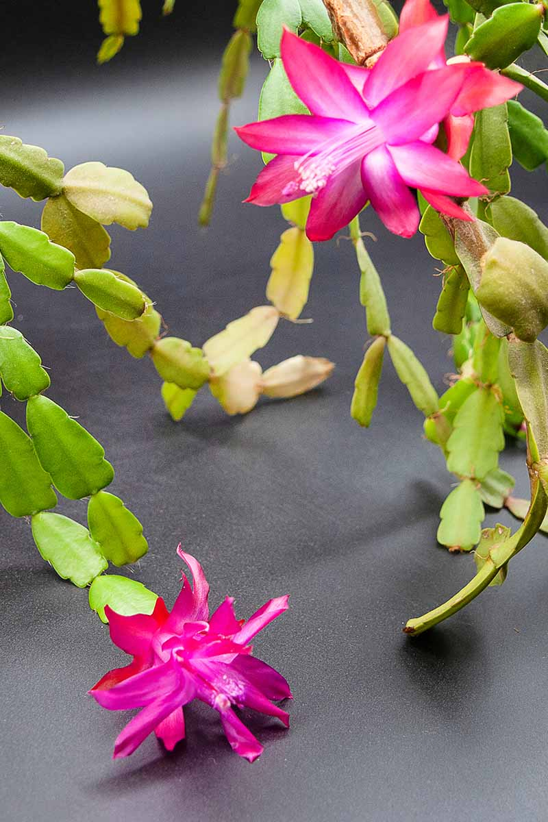 A close up vertical image of a Schlumbergera plant with bright pink flowers pictured on a dark gray background.