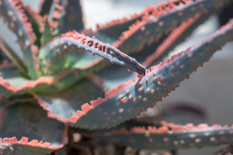 A close up horizontal image of the red and green leaves of a succulent plant growing in a container indoors, pictured on a soft focus background.
