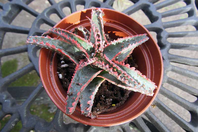 A close up horizontal top down image of a small 'Christmas Carol' aloe growing in a brown pot set on a metal outdoor table.