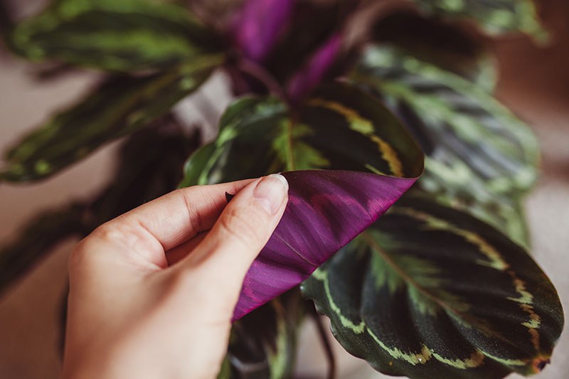 A close up horizontal image of a hand from the left of the frame examining the purple underside of the foliage of a houseplant.
