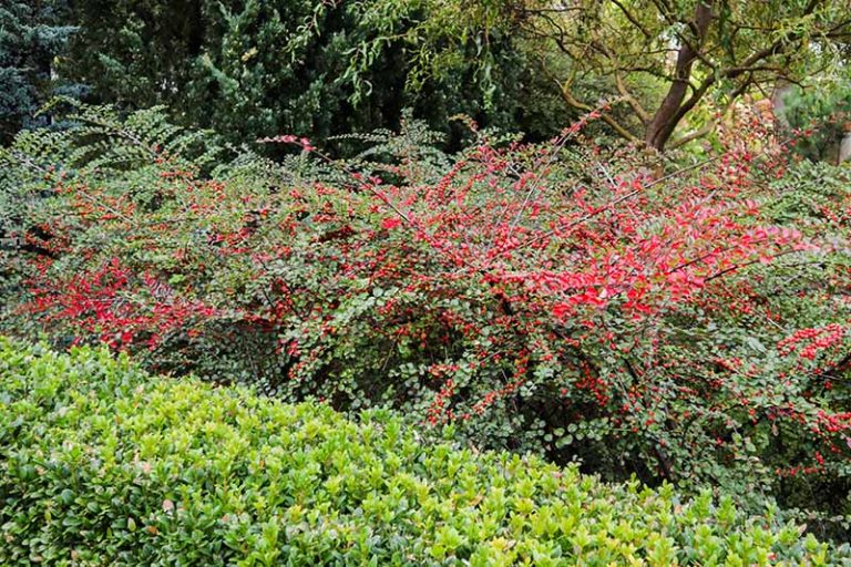 How To Grow And Care For Cotoneaster Shrubs Gardeners Path