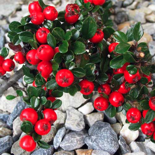 A close up square image of a small groundcover 'Cranberry' cotoneaster growing in the garden surrounded by gray gravel.