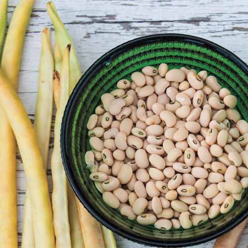 A close up square image of Vigna unguiculata 'Cream Pea Elite' in a green and black decorative bowl set on a wooden surface. To the left of the frame are long yellow freshly harvested pods.