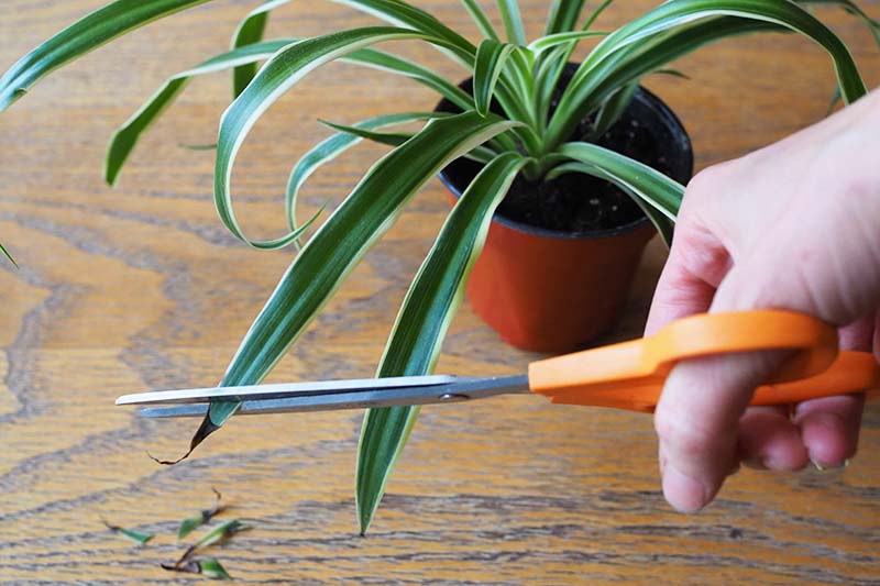 A close up horizontal image of a hand from the right of the frame using scissors to snip off the tips of the leaves of a spider plant.