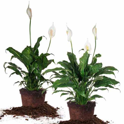 A close up square image of two peace lily plants with dark green foliage and tall white flower stalks pictured on a white background.
