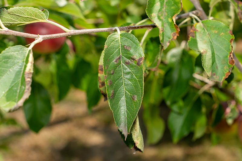 A close up horizontal image of an apple tree suffering from a fungal infection, pictured on a soft focus background.