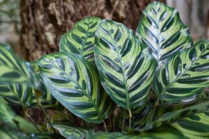 How to Grow and Care for Prayer Plants | Gardener's Path