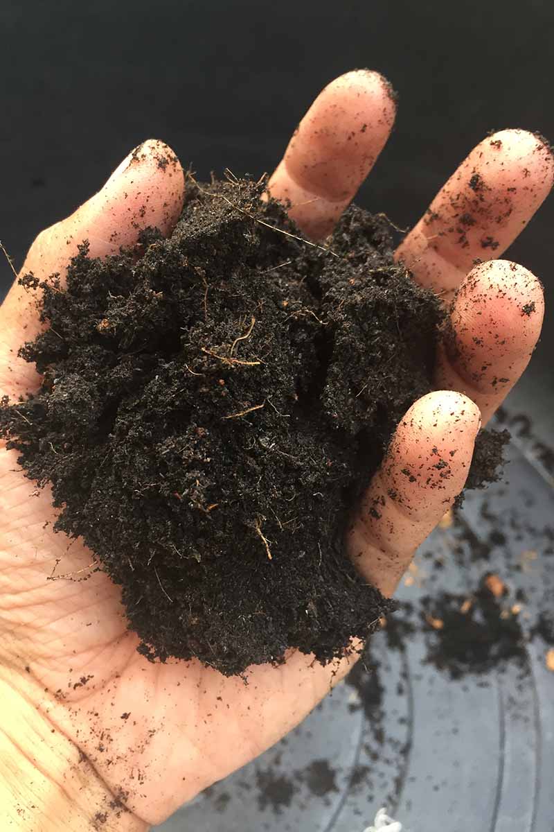 A close up of a hand holding a handful of rich, dark potting soil pictured on a dark background.
