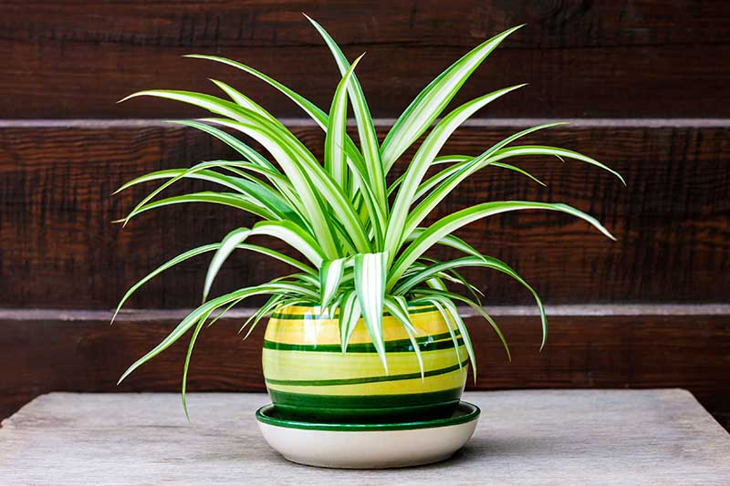 A close up horizontal image of a Chlorophytum comosum in a decorative pot with a wooden wall in the background.