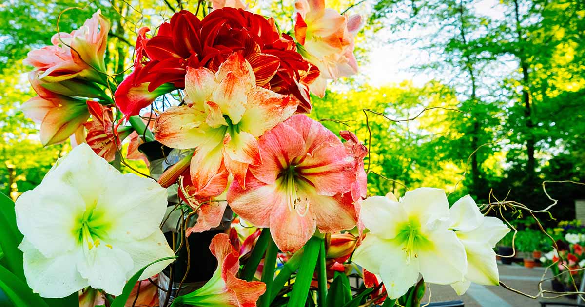 Easy methods to Develop Amaryllis from Seed
