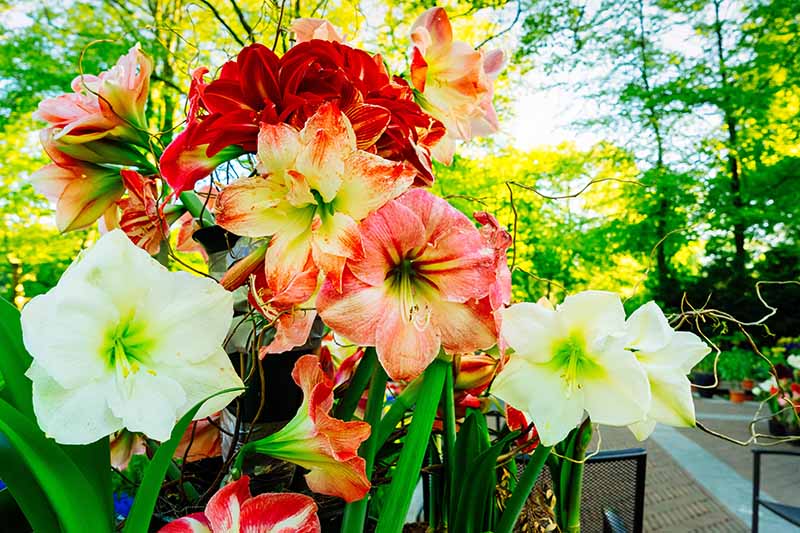 How to Grow Amaryllis from Seed   Gardener s Path - 73