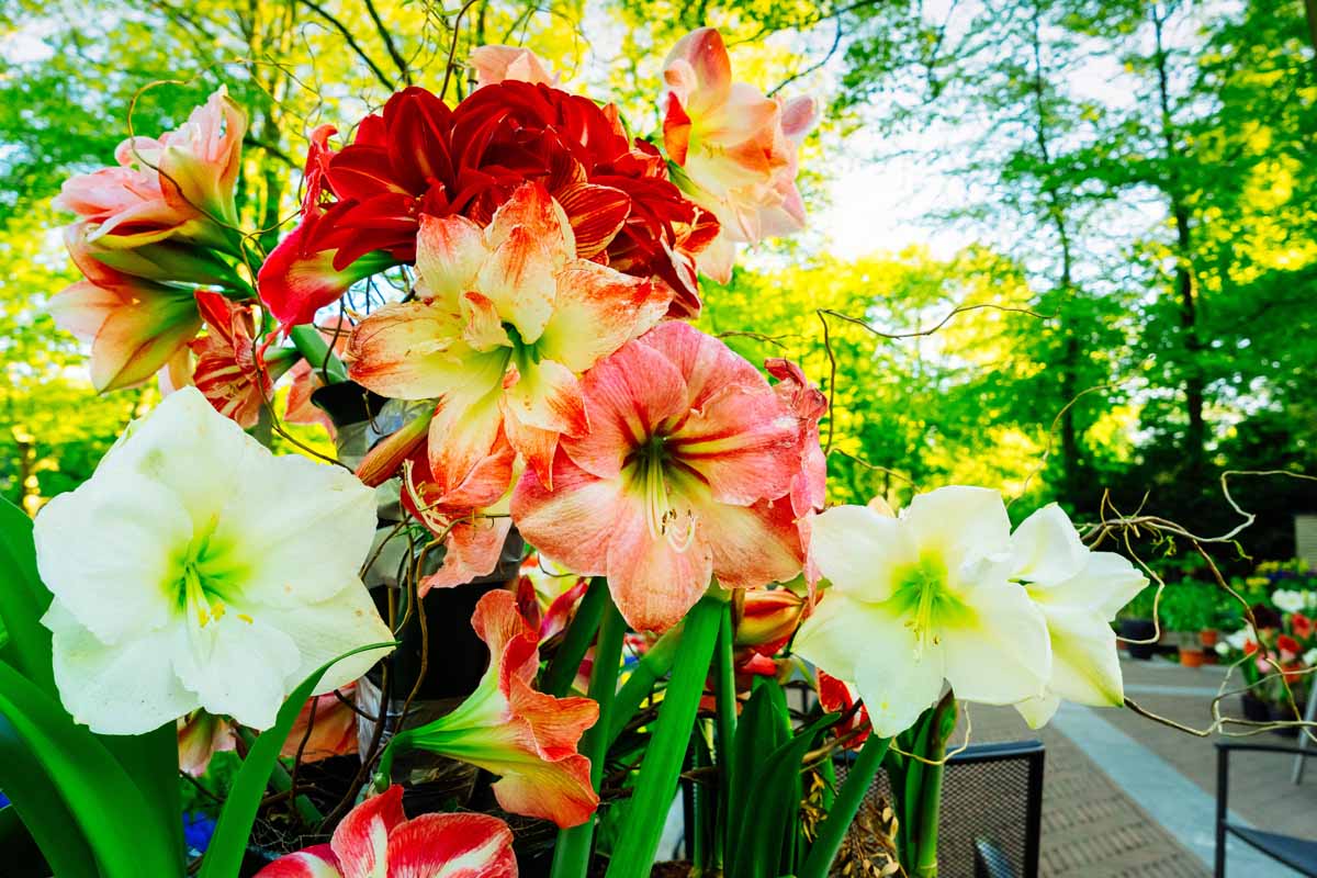 A close up horizontal image of colorful amaryllis flowers growing outdoors.