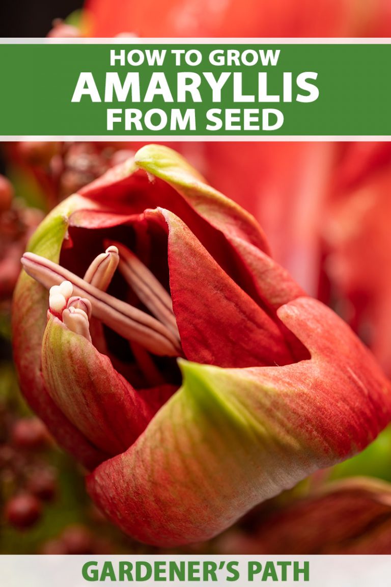 How to Grow Amaryllis from Seed - Luxe Abode