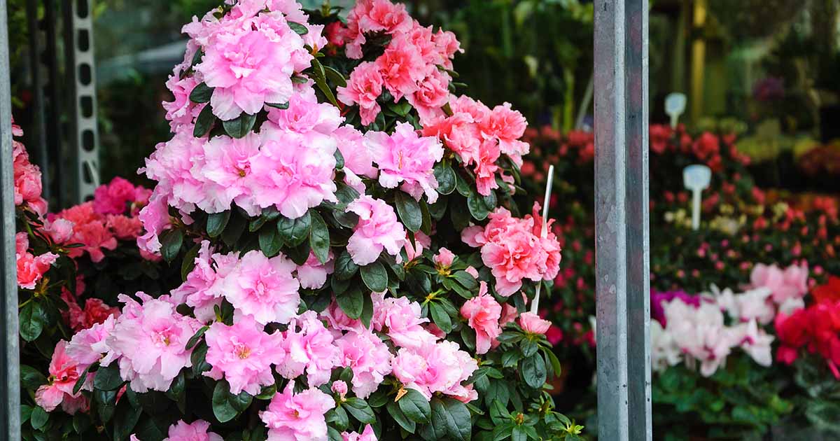 How to Grow Azaleas in Containers | Gardener's Path