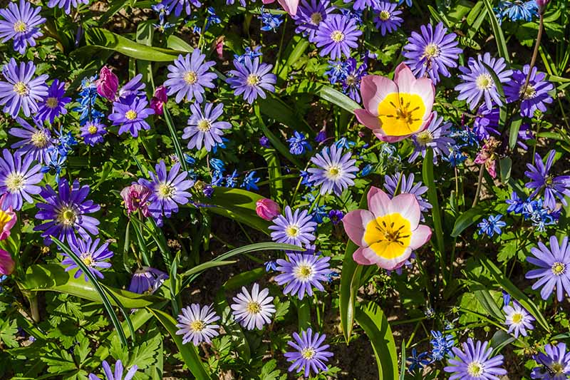 A close up horizontal image of Balkan anemones growing en masse in a sunny garden.