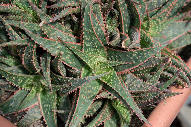 A close up horizontal image of a 'Christmas Carol' aloe with green spiky leaves accented in shades of red, growing in a terra cotta pot.