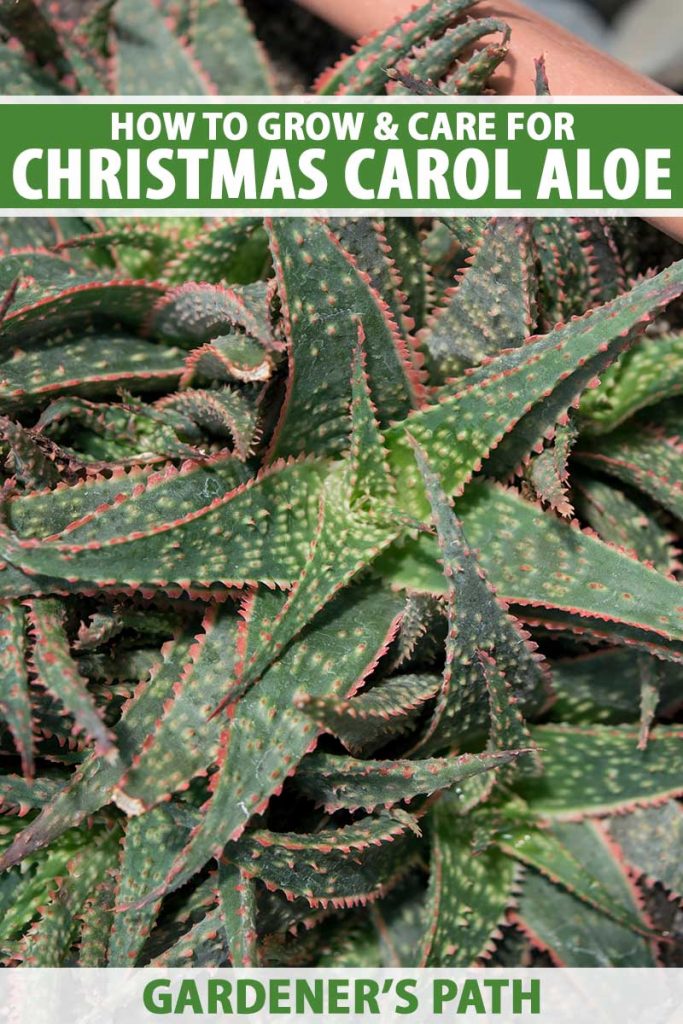 A close up vertical image of a green and red 'Christmas Carol' aloe plant growing in a terra cotta pot, pictured in light sunshine. To the top and bottom of the frame is green and white printed text.