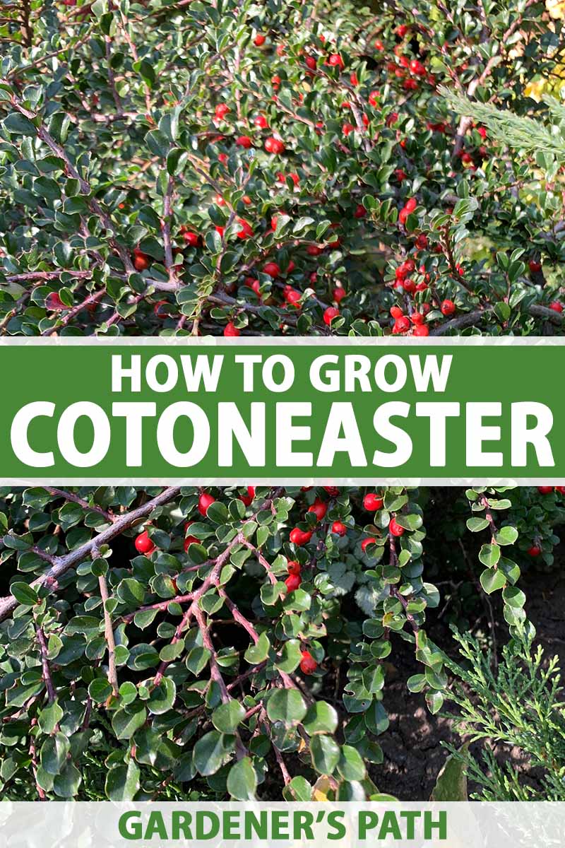 How to Grow Cotoneaster Shrubs   Gardener's Path