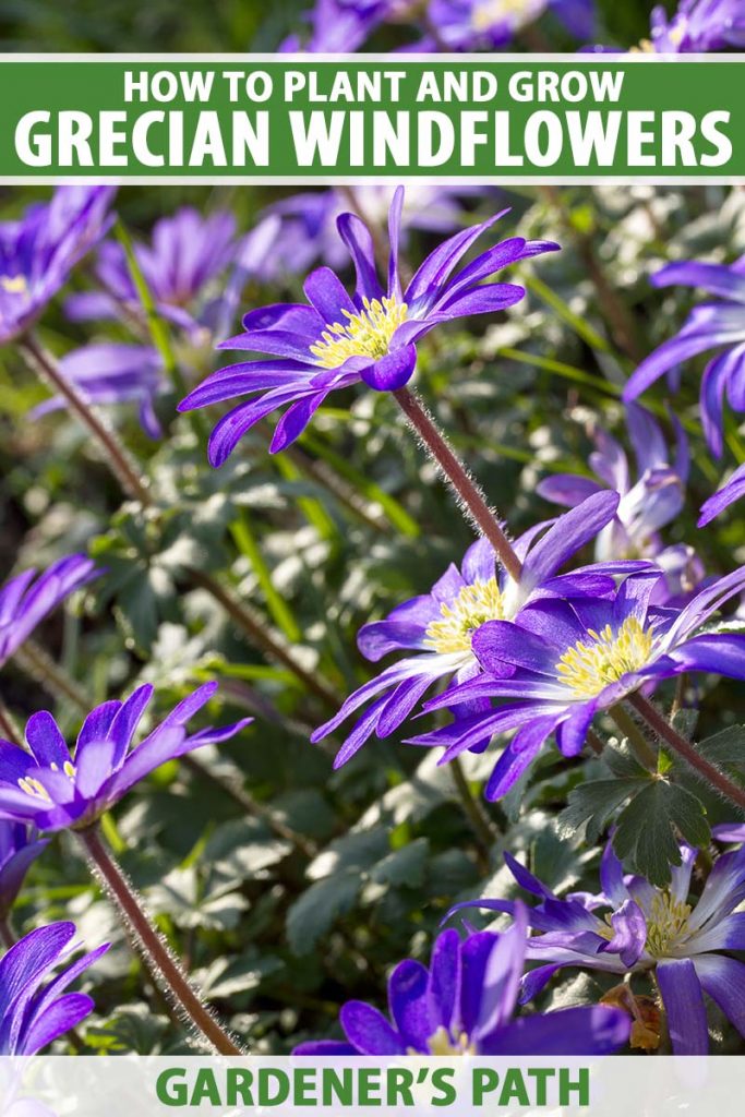 A close up vertical image of bright purple grecian windflowers growing in the garden pictured in bright sunshine on a soft focus background. To the top and bottom of the frame is green and white printed text.