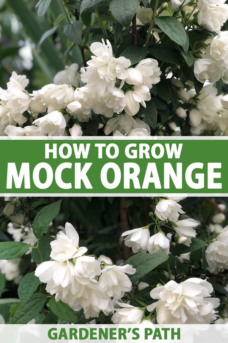 Mock Orange bush Philadelphus x virginalis, AKA virginal mock-orange 