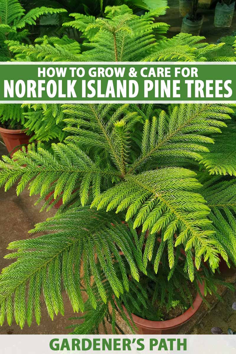 A close up vertical image of potted Norfolk Island pine trees growing in small pots indoors. To the top and bottom of the frame is green and white printed text.