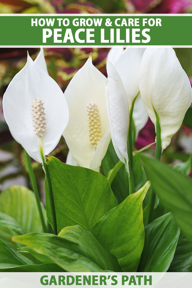 A close up vertical image of a large peace lily plant with dark green foliage and large white spathes, pictured on a soft focus background. To the top and bottom of the frame is green and white printed text.