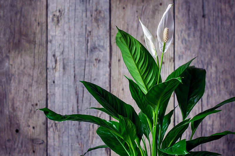 A close up horizontal image of a peace lily with white spathes and green foliage growing indoors.