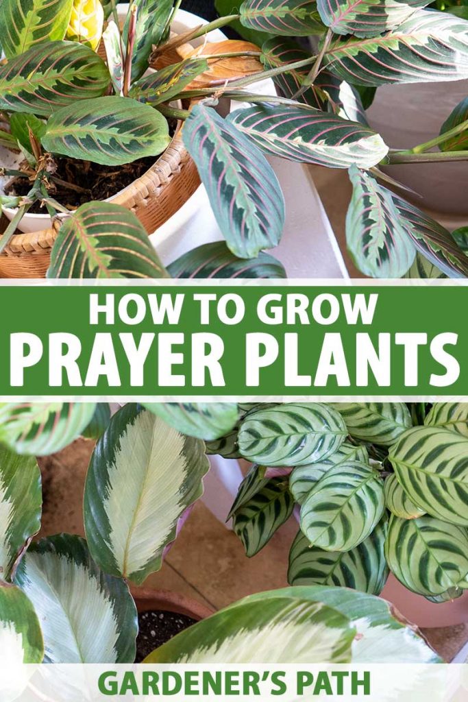 A close up vertical image of a variety of different prayer plants growing in pots in the home. To the center and bottom of the frame is green and white printed text.
