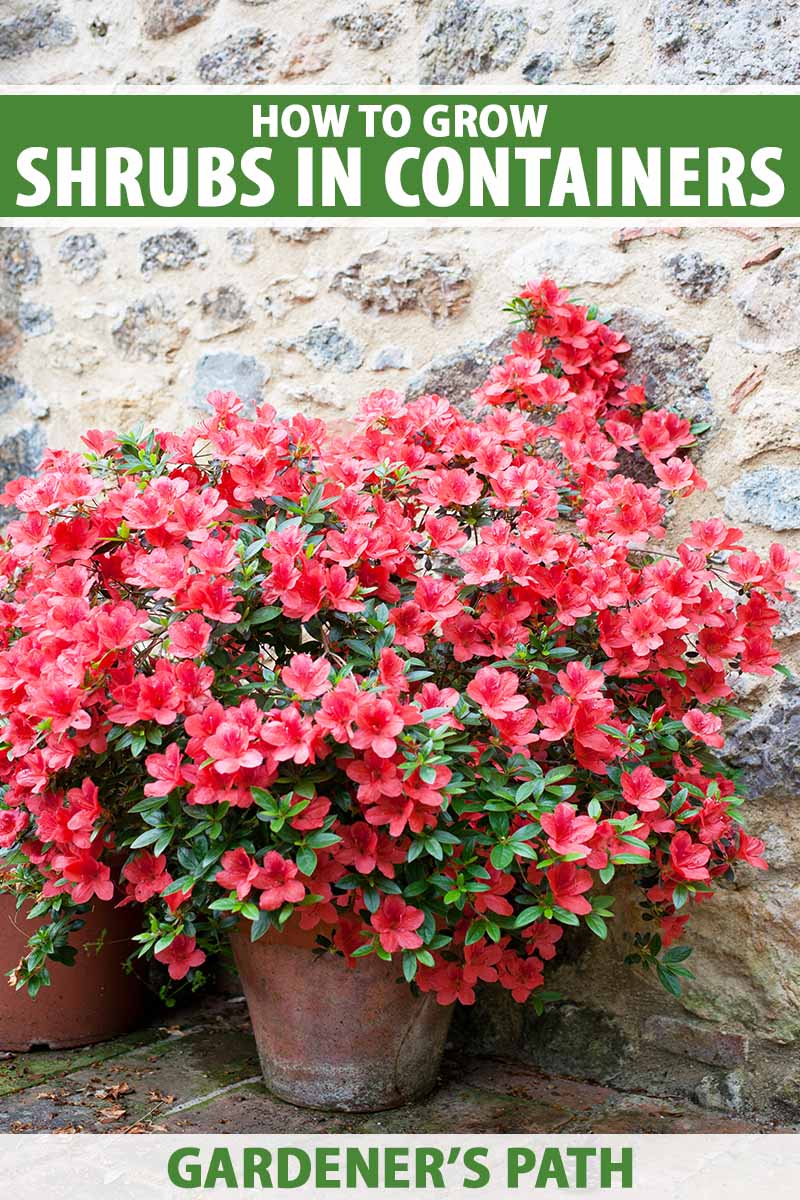 A close up vertical image of a bright red azalea bush growing in a terra cotta pot outside a stone residence. To the top and bottom of the frame is green and white printed text.