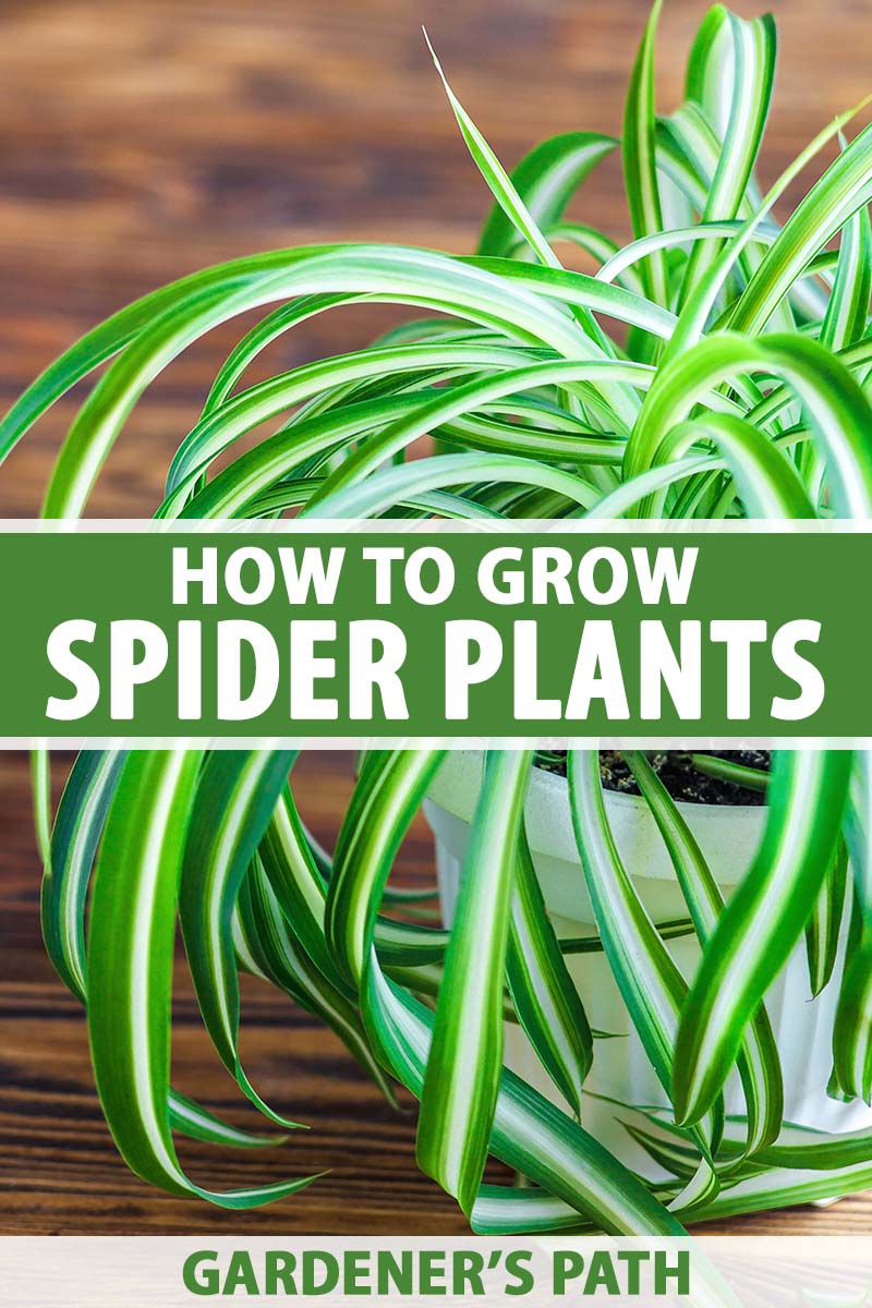 How to properly care for a spider plant