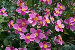 A close up horizontal image of pink Japanese anemones growing in the garden.