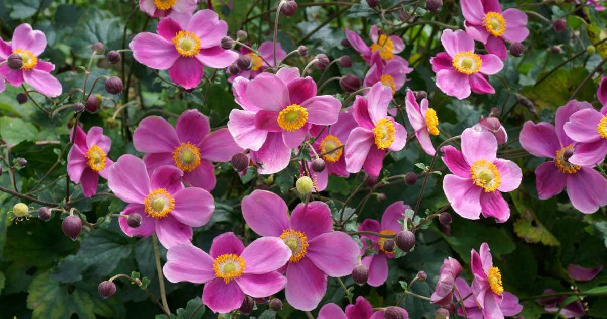 How to Grow and Care for Japanese Anemone Flowers