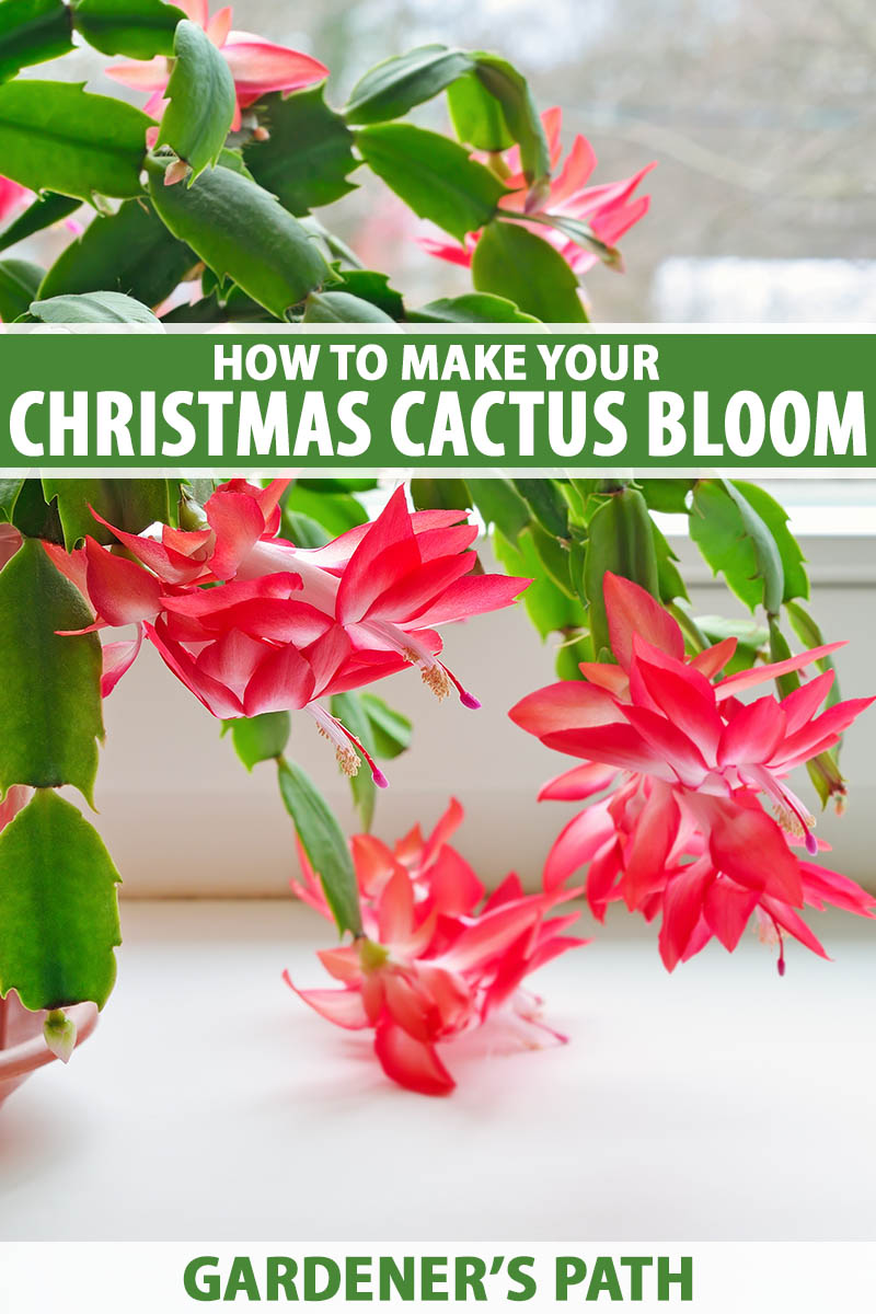 A close up vertical image of Schlumbergera plant with bright red flowers on a windowsill with a winter garden scene in soft focus in the background. To the center and bottom of the frame is green and white printed text.