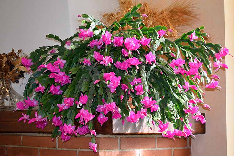 A close up horizontal image of a large Christmas cactus plant with bright pink flowers on a brick mantlepiece in a home, pictured in bright sunshine.