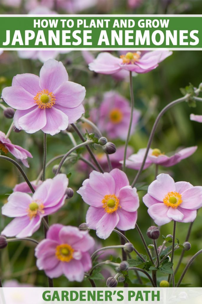 A close up vertical image of bright pink flowers with orange centers growing in the garden pictured on a soft focus background. To the top and bottom of the frame is green and white printed text.