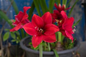A close up horizontal image of a bright red Hippeastrum flower pictured on a soft focus background.