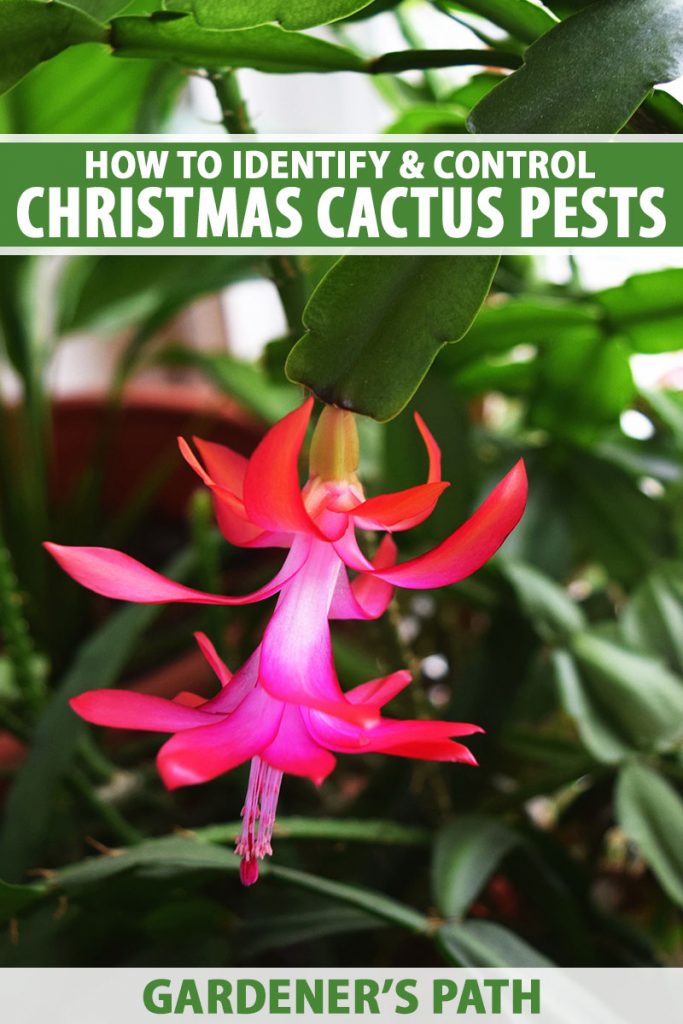 A close up vertical image of a bright pink Christmas cactus flower with foliage in soft focus in the background. To the top and bottom of the frame is green and white printed text.