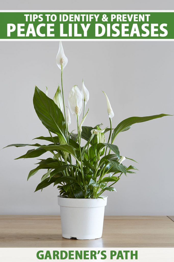 A vertical image of a small Spathiphyllum plant in a white pot set on a wooden surface with a light gray wall in the background. To the top and bottom of the frame is green and white printed text.