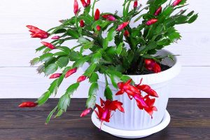 A close up horizontal image of a Schlumbergera in a white pot with bright red flowers set on a wooden surface.