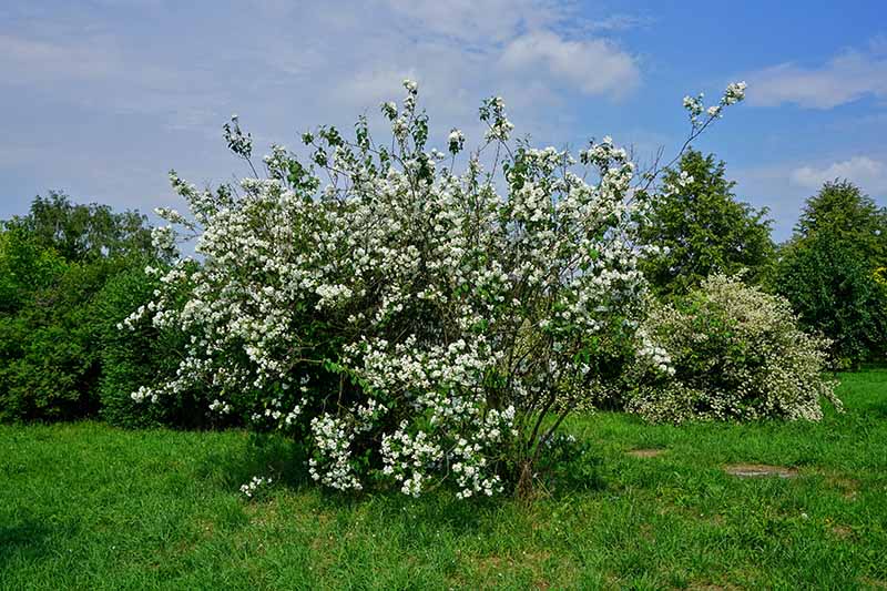 A close up horizontal image of a large Philadelphus bush growing in the garden pictured in bright sunshine with blue sky in the background.