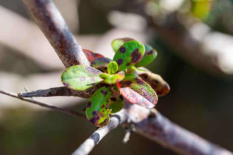 A close up horizontal image of the foliage of a plant suffering from leaf spot, pictured on a soft focus background.