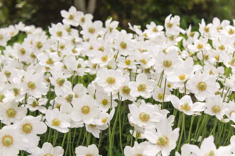 A close up horizontal image of white flowers in a mass planting growing in the garden fading to soft focus in the background.