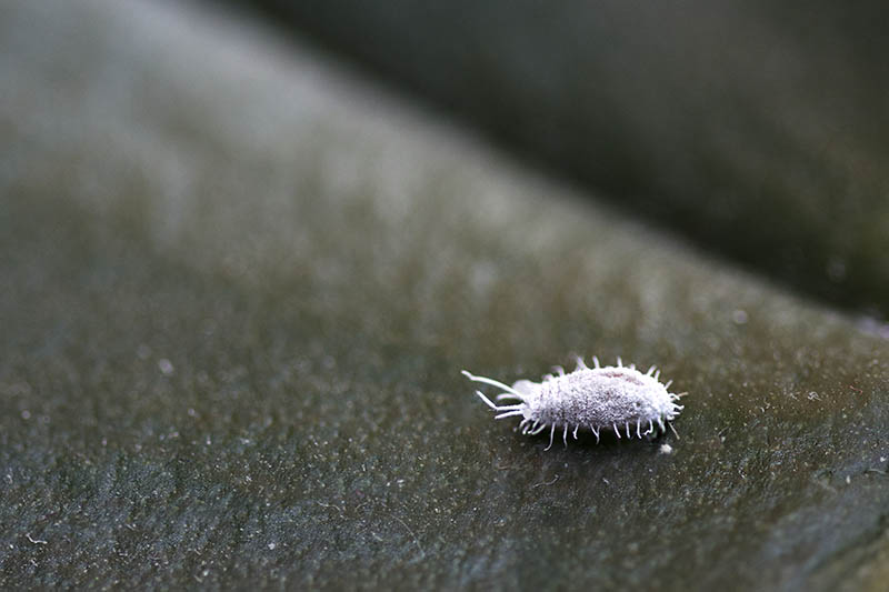 A close up horizontal image of a mealybug pest pictured on a soft focus background.