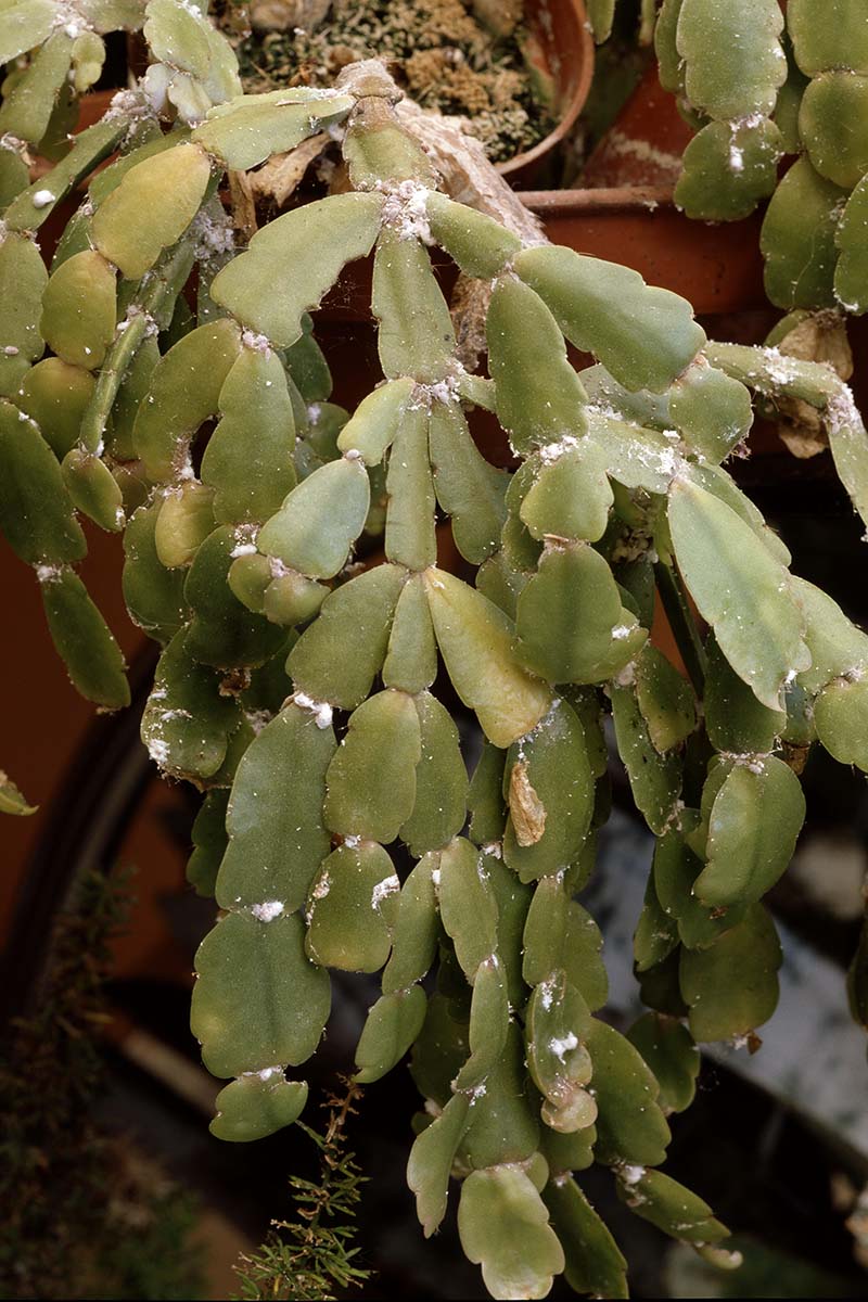 A close up vertical image of a mealybug infestation on Christmas cactus.