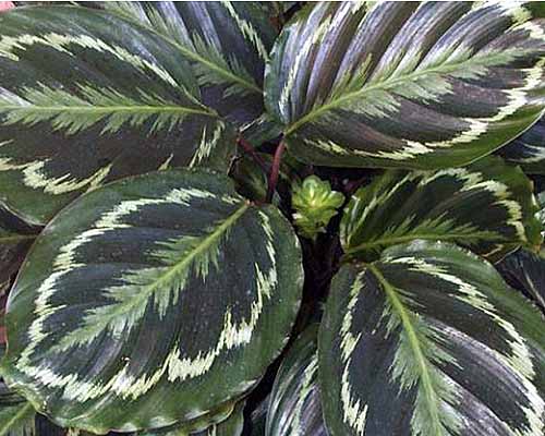 A close up square image of the foliage of Goeppertia veitchiana 'Medallion' growing in a container.