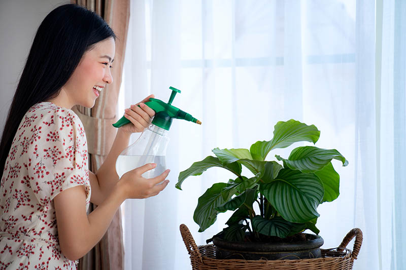 A horizontal image of a woman on the left of the frame using a spray bottle to mist the foliage of a prayer plant growing in a pot in front of a window.