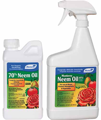 A close up vertical image of two plastic containers of neem oil pictured on a white background.