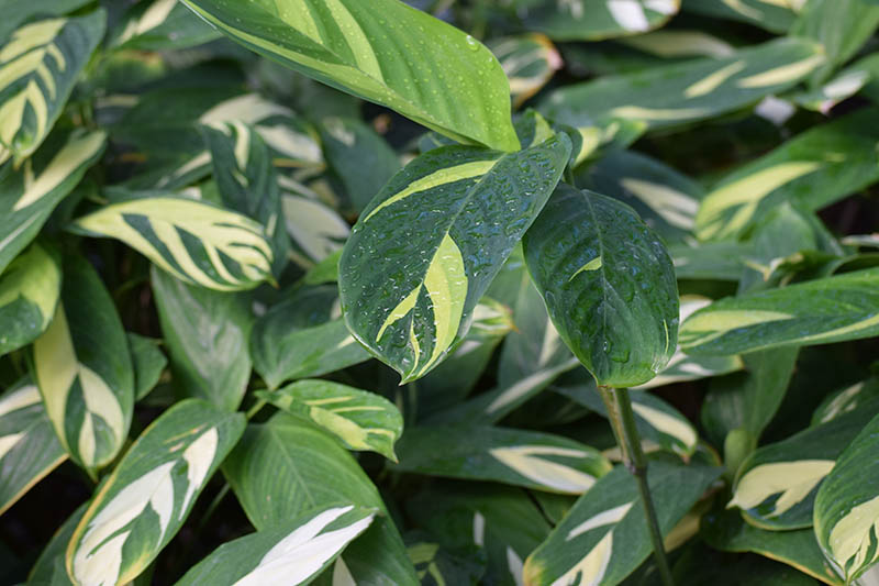 A close up horizontal image of Ctenanthe lubbersiana with variegated cream and green leaves.
